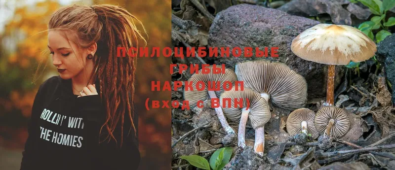 Псилоцибиновые грибы Cubensis  Ардатов 
