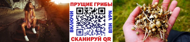 дарнет шоп  Ардатов  Галлюциногенные грибы ЛСД 